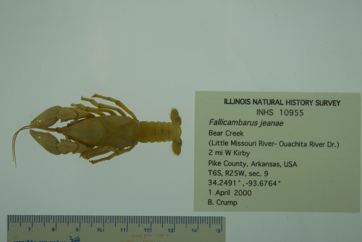 Fallicambarus (Fallicambarus) image